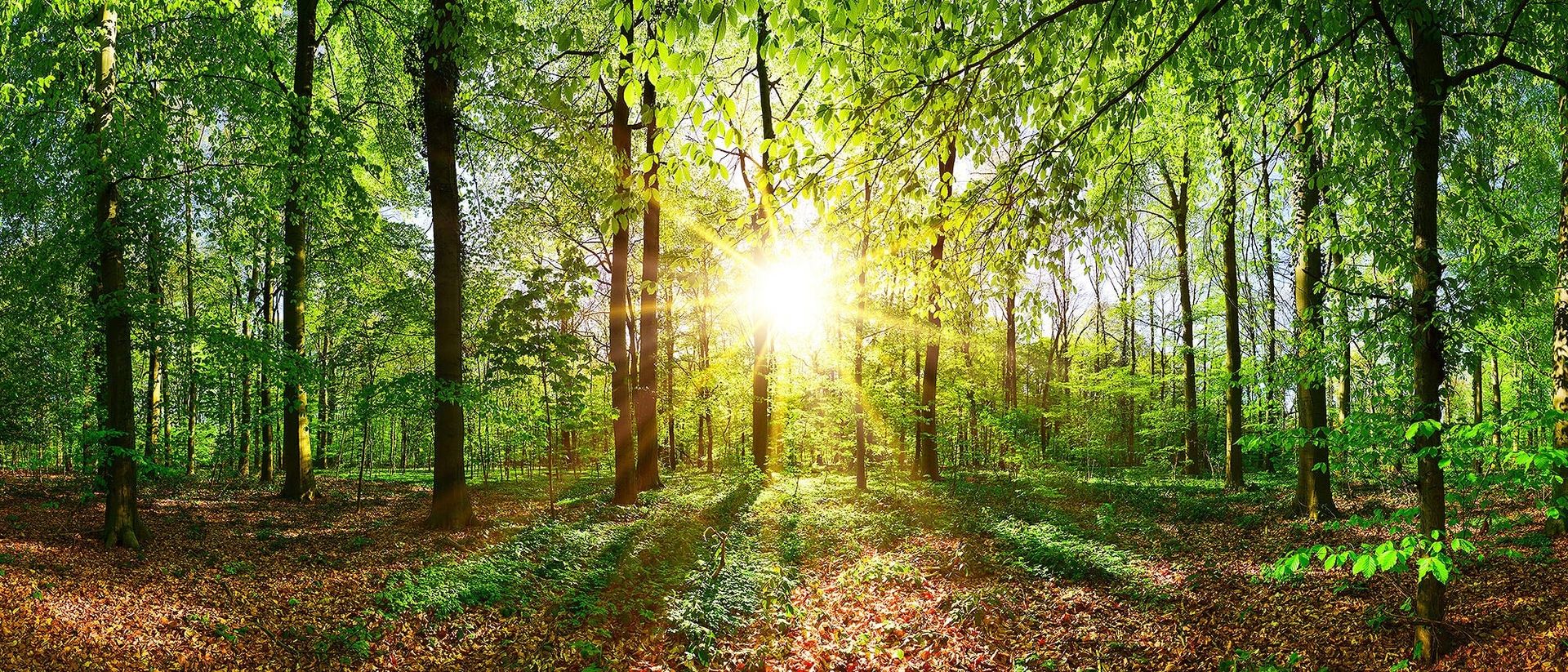 Sägewerk Josef Winkelheide GmbH